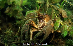Crab Boschmolenplas Panheel by Judith Verkerk 
